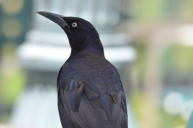 Grackle_Foto.jpg  