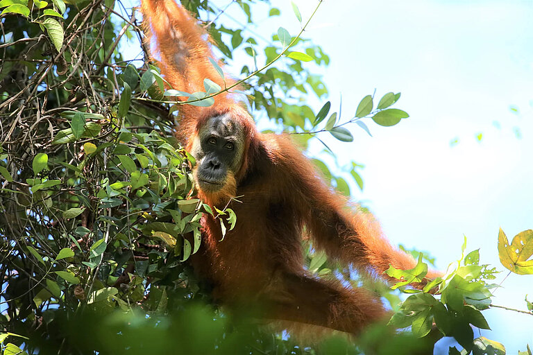 Orang_utan.jpg  