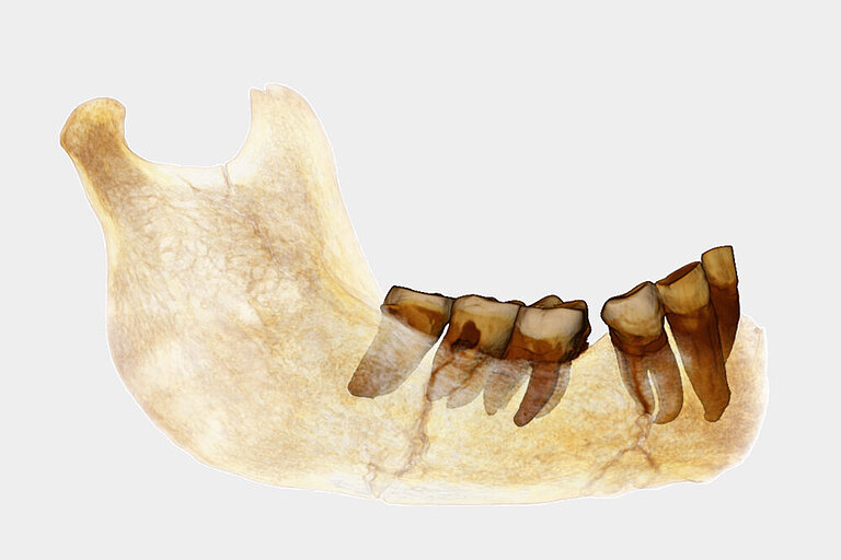 dental_evolution_and_development_group.jpg  