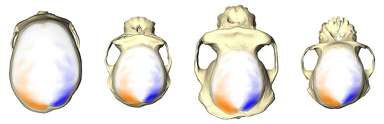 Neubauer-brainasymmetry-01.jpg  