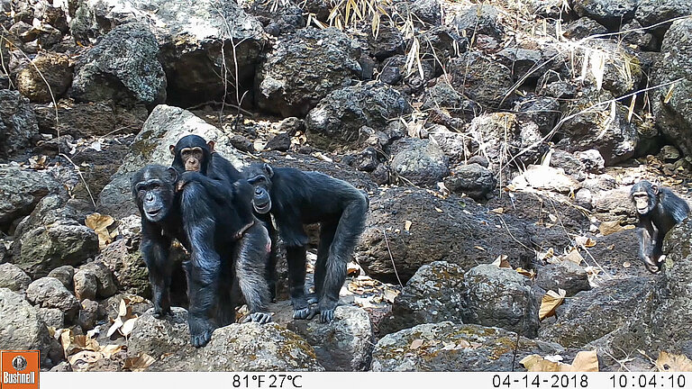 western_chimpanzee_Guinea_copyright_Wild_Chimpanzee_Foundation.jpg  