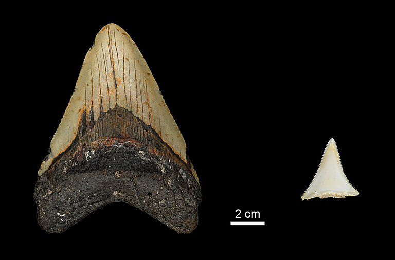 Megalodon_versus_Great_White_BLACK.jpg  