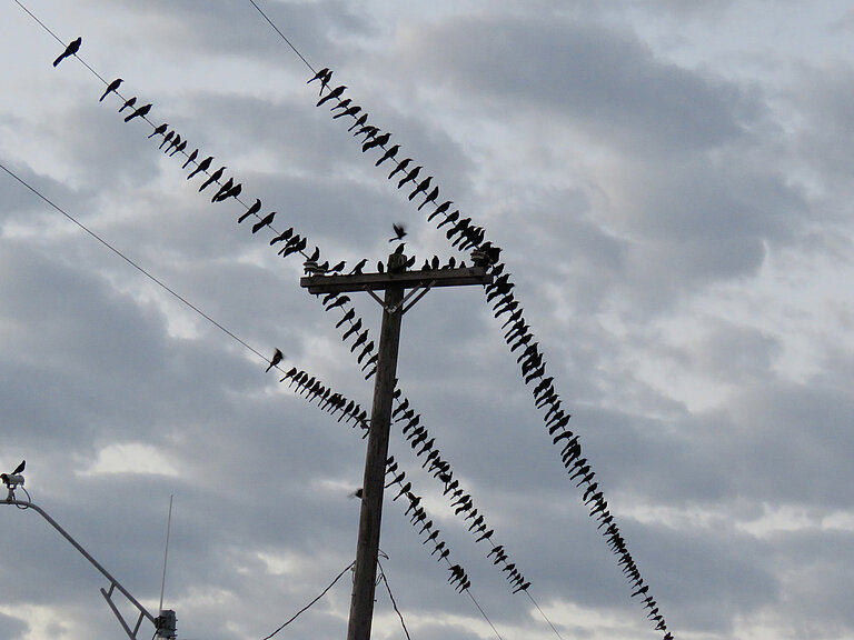 Grackle_flock_on_powerlines.jpg  