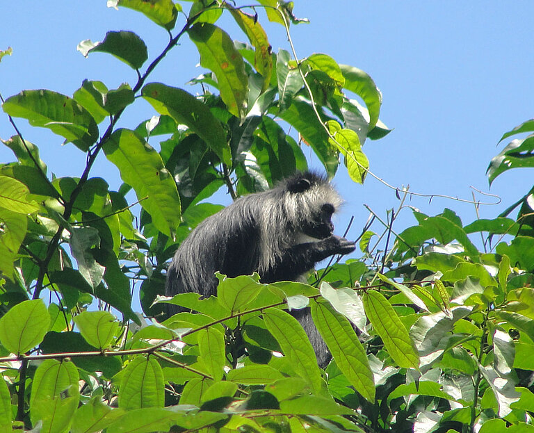 bwColobus_01.jpg  