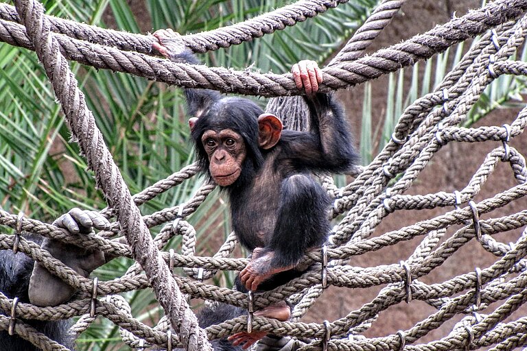 Leipzig_Zoo_-_Chimp.JPG  