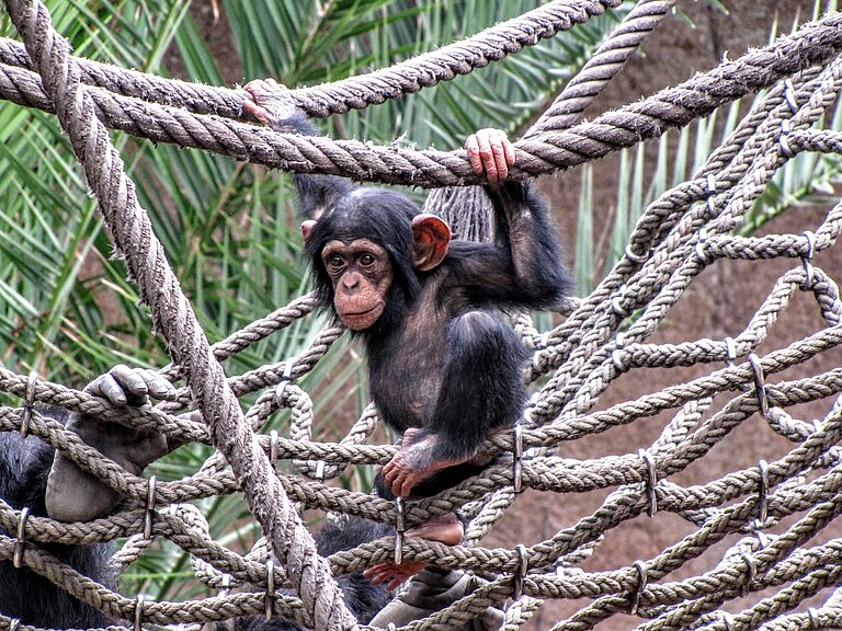 Leipzig_Zoo_-_Chimp.JPG  