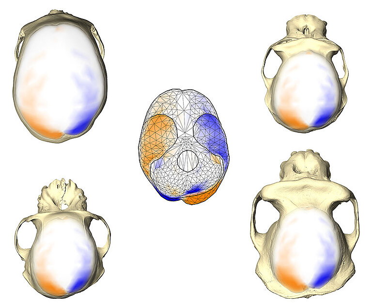 Neubauer-brainasymmetry-03.jpg  