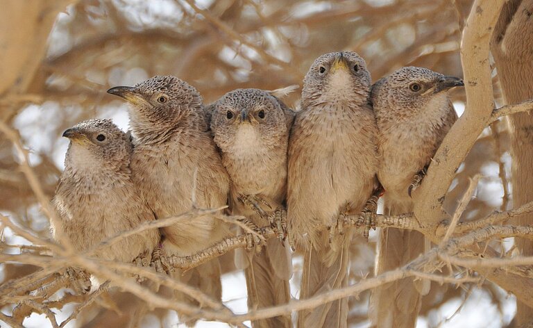 ArabianBabblers.jpg  