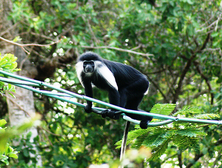 2_Monkey_bridge_-_Andrea_Donaldson_@_Colobus_Conservation.JPG  