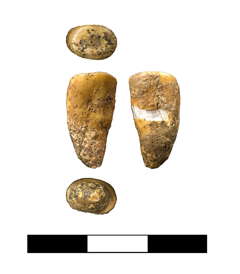 Upper_Molar_of_a_late_female_Neandertal_discovered_during_the_excavation_at_Les_Cottes_cave_France.jpg