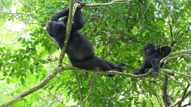 Waka_and_Dibuti_in_tree_-_May_2019-small_file.jpg  
