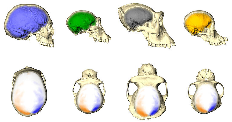 Neubauer-brainasymmetry-02.jpg  