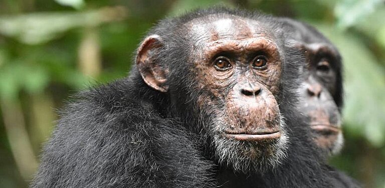 chimp_cambridge.jpg  