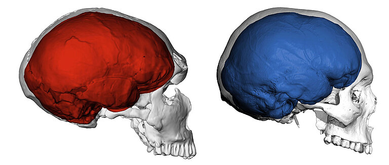 Neanderthal_Modern_Adult_01.jpeg  