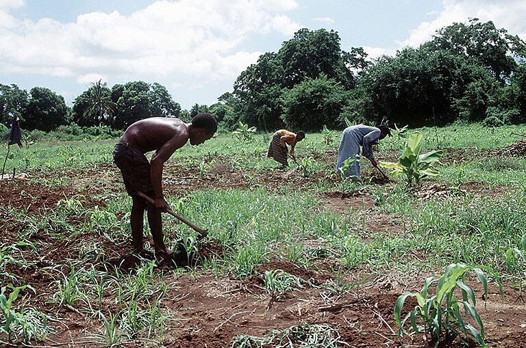 Somalia_farmers2_gemeinfrei.jpg  