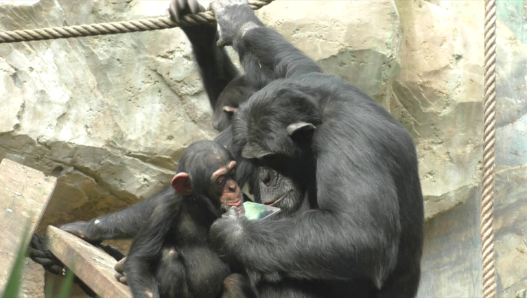 ZooOsnabrück_chimpanzees.png  
