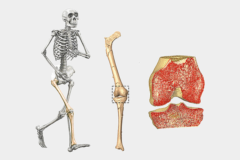 postcranial_functional_morphology.jpg  