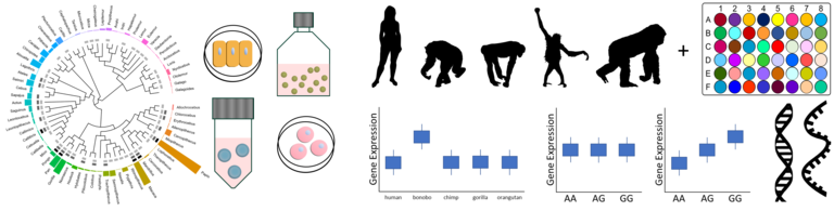 primatefunctionalgenomics_1.png  