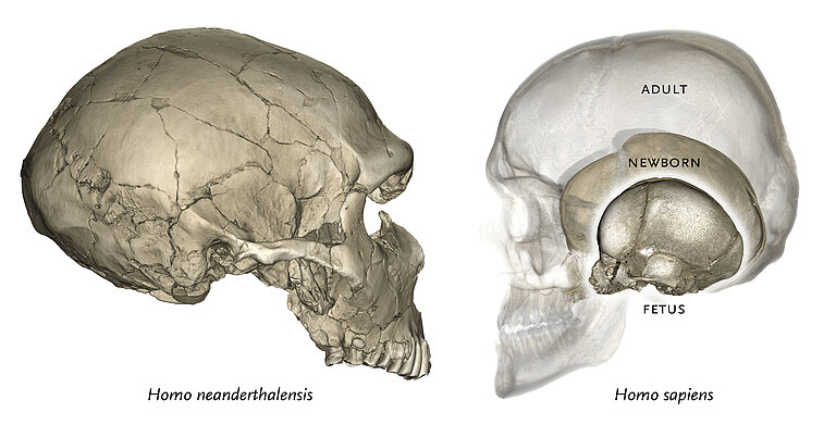 3_Neandertal_Modern_Human-lateral_Ontogeny.jpg  