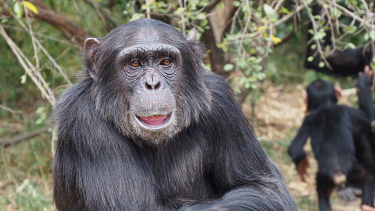 Global-Primate-Study-Network.jpg  