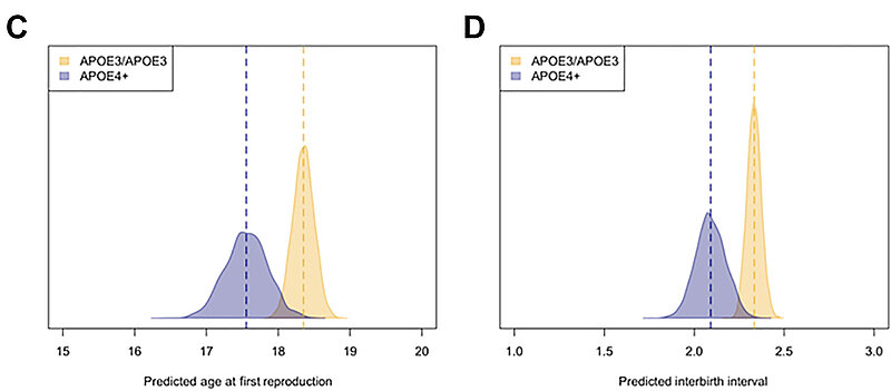 Brain volume, energy balance, and cardiovascular health in two  nonindustrial South American populations