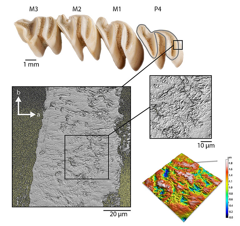 09_geowiss_palaeontologie_zahnschmelzabrieb_01.jpg  