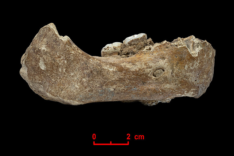 1._Xiahe_mandible.jpg  