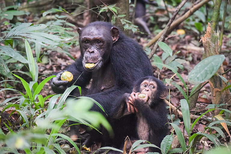 Pola___Paddy__c__Tatiana_Bortolato__Tai_Chimpanzee_Project.jpg  