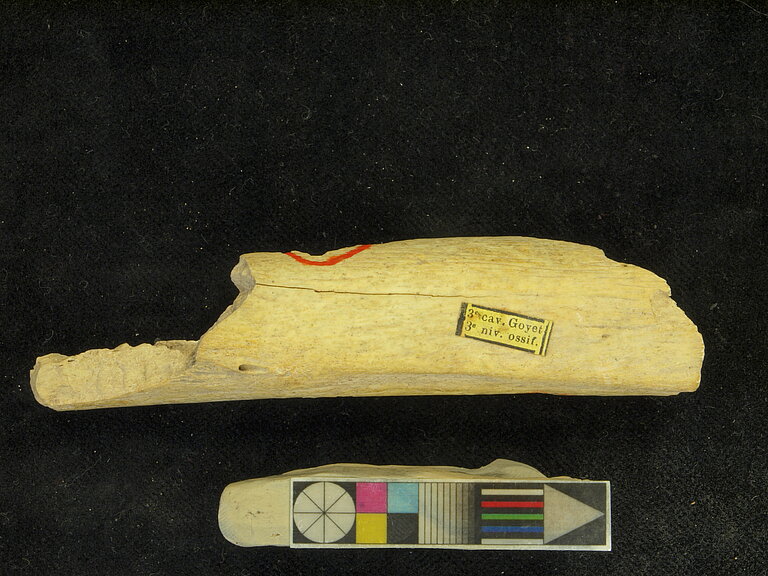 Fragment_of_a_femur_Goyet_Q56-1_from_a_female_Neandertal_from_Troisie_Cme_caverne_of_Goyet_Belgium.JPG
