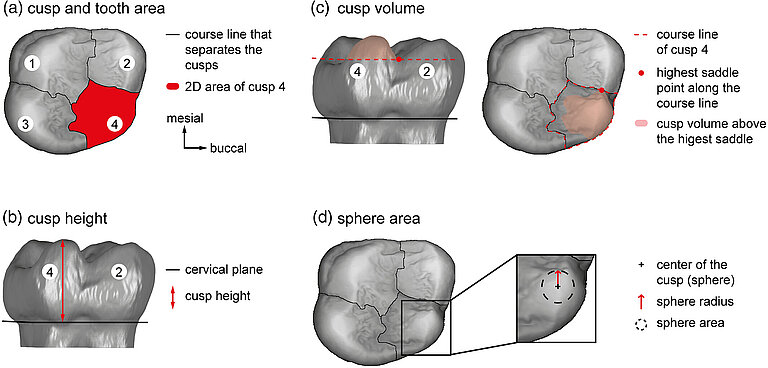 ajpa24707-fig-0001-m.jpg  