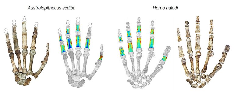 Fossil_hands_horizontal.jpg  