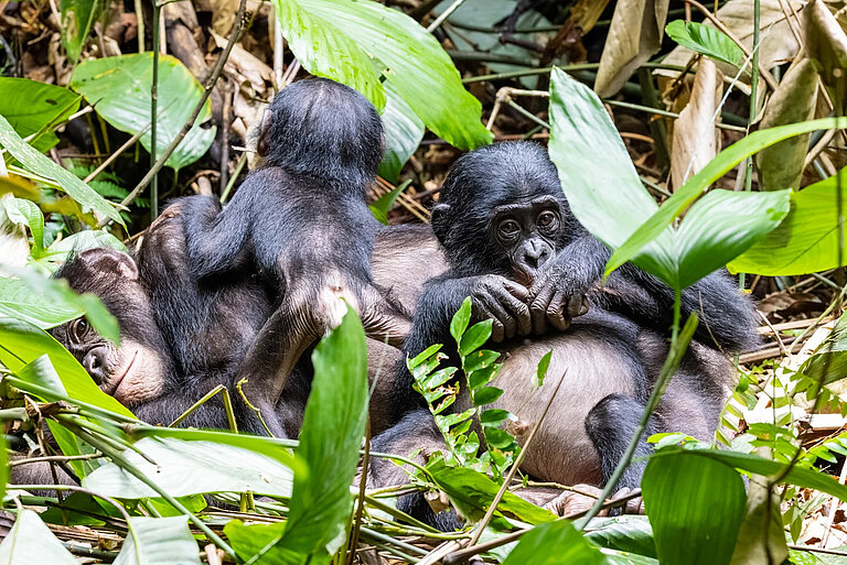 Bonobos.jpg  