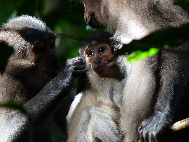 Mangabey2.JPG  