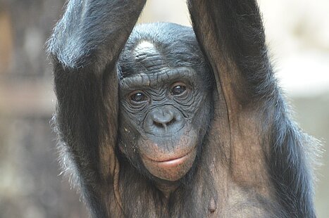 WKPRC_-_Bonobo.jpg  