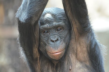 WKPRC_-_Bonobo.jpg