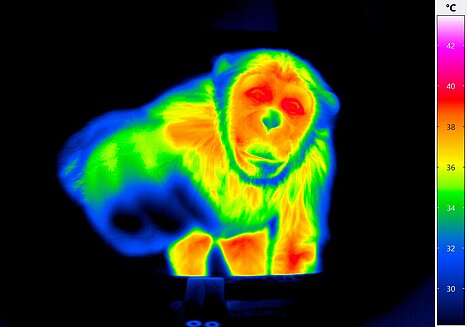 WKPRC_-_Thermal_Imaging.jpg