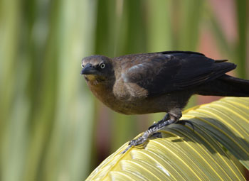 FemaleOnPalmLeaf_CorinaLogan_web.jpg