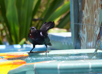 Fountain_CorinaLogan_web.jpg