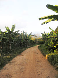 plantain_trees.jpg