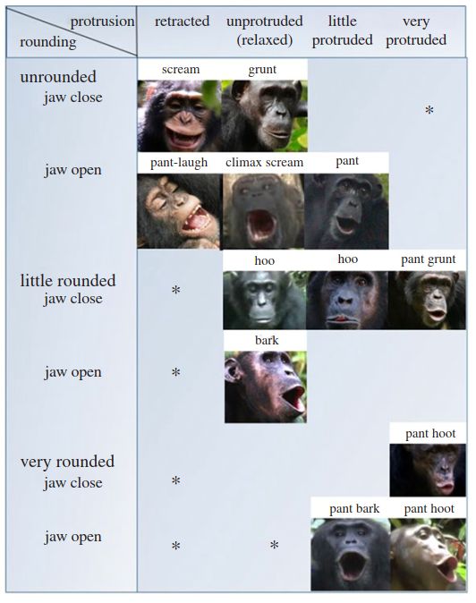 Grawunder_Chimpanzee_PhilTransRoySocB_2021-1.png.jpg  