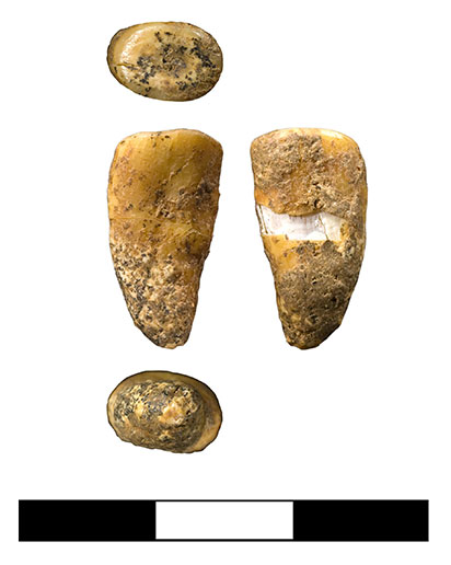 Upper_Molar_late_Neandertal.jpg  