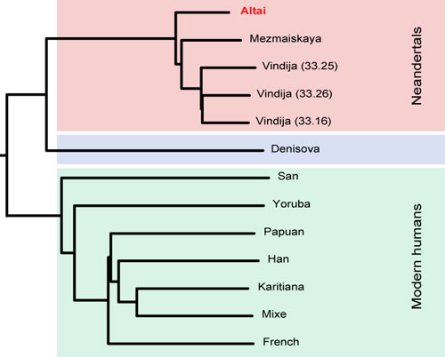 https://www.eva.mpg.de/fileadmin/content_files/genetics/neandertal-genome/images/2013-03-19_figure.jpg