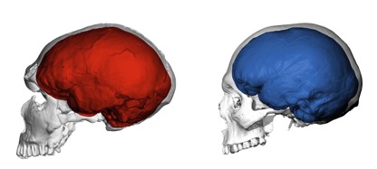 Evolution_of_the_Brain.jpg