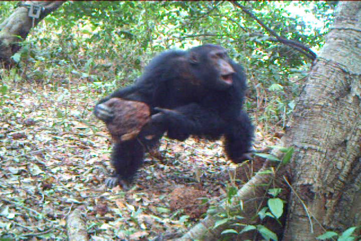 10_New_discoveries-Daridibo-Western_chimpanzee_drumming_with_rock_2_Boe_02.jpg  