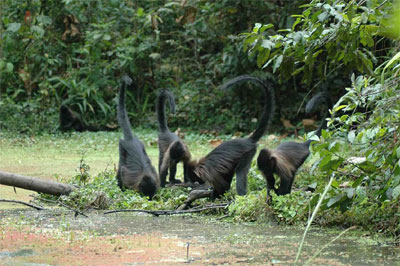 2009-03-16_mangabey_monkeys.jpg  