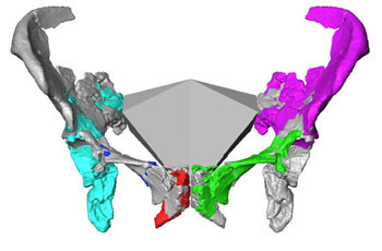 2009-04-21_pelvis.jpg  