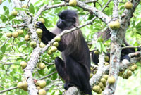 2010-11-01_mangabey_monkey.jpg  