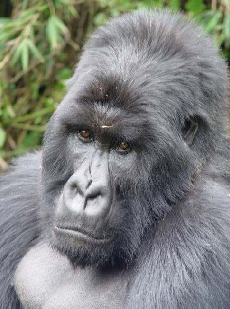 2010-12-07_virunga_mountain_gorilla.jpg  