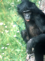 2012-06-13_bonobo_ulindi_02.jpg  
