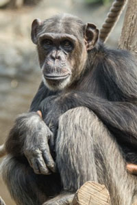 2017-06-23_chimp_02.jpg  